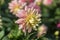 Dully white rose colored dahlia close up in October morning.2020