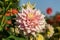 Dully white rose colored semi-cactus dahlia close-up.2020