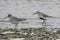 Dulnin and gray-tailed tattler standing on the shallow bank of t