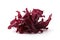 Dulse Algae On White Background. Generative AI