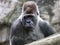 Ðdult dominant male gorilla carefully observes the space