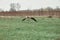 Dult stork flies over an empty field, village