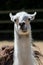 Dumb animal. Cute crazy llama pulling face. Funny meme image.