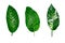 Dumb Cane, Dieffenbachia, Green Leaves