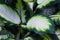 Dumb cane leaves texture nature background