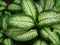 Dumb Cane or Leopard Lily Dieffenbachia Exotica plant on black background