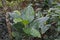 Dumb cane plant, Dieffenbachia maculata, on tropical rainforest