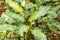 Dumbcane plants, Dieffenbachia seguine, in a rainforest