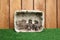 Dumbo rats in basket on wood background