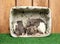 Dumbo rats in basket on wood background