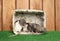 Dumbo rats in basket on wood background