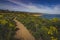 Dume Cove Spring Wildflowers