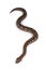 Dumeril`s boa snake on white background
