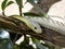 Dumeril`s Ground Boa, Acrantophis dumerili, is a large boa snake, living in Madagascar