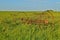 Dump rake in the long grass of a prairie