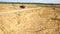 Dump truck driving on rural road. Scene. Top view of truck rides, leaving plumes of dust in dirt road in countryside on