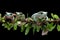 Dumpy frog on branch with isolated background