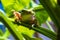 dumpy frog posing on a leaf on a green background