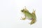 Dumpy frog on white background