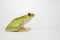 Dumpy frog on white background