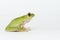 Dumpy frog on white background