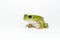 Dumpy frog on white background