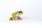 Dumpy frog on white background