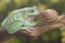 A dumpy tree frog resting with snails on a rotting log.