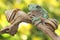 A dumpy tree frog resting with two snails on a rotting log.