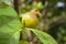 Dumur or Dumur in Bangla Ficus carica Hairy fig, ficus hispida, Cluster fig tree - Flora of Bangladesh