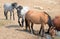 Dun Buckskin mare drinking water with herd small band of wild horses at the waterhole in the Pryor Mountains Wild Horse Range in