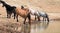Dun Buckskin mare drinking at waterhole with herd of wild horses in the Pryor Mountains Wild Horse Range in Montana USA