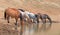 Dun Buckskin mare drinking at waterhole with herd of wild horses in the Pryor Mountains Wild Horse Range in Montana USA