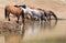 Dun Buckskin mare drinking at waterhole with herd of wild horses in the Pryor Mountains Wild Horse Range in Montana USA