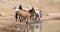Dun Buckskin mare with herd of wild horses at the waterhole in the Pryor Mountains Wild Horse Range in Montana USA