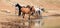 Dun Buckskin mare with herd of wild horses at the waterhole in the Pryor Mountains Wild Horse Range in Montana USA