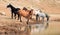 Dun Buckskin mare with herd of wild horses at the waterhole in the Pryor Mountains Wild Horse Range in Montana USA