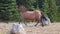 Dun Buckskin mare wild horse running in the Pryor Mountains Wild Horse Range in Montana USA