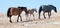 Dun Foal with Dun Mare Mother walking up Sykes Ridge following Blue Roan lead mare in the Pryor Mountains of Wyoming - Montana