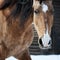 Dun lusitano horse portrait closeup in winter