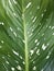 Dunb cane leaves texture