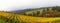 Dundee Oregon Vineyard During Fall Season Panorama