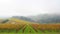 Dundee Oregon Vineyards on Rolling Hills with Morning Fog and Misty Clouds in Fall Season Time Lapse