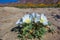 Dune Evening Primrose