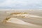 Dune forming on a beach plain
