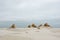 Dune forming: small dunes grown with Marram grass