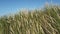 Dune grass