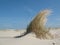 Dune grass