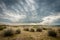 Dune grass in the Dunes d`Hattainville, Normandy Fance