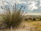 Dune grass in the Dunes d`Hattainville, Normandy Fance